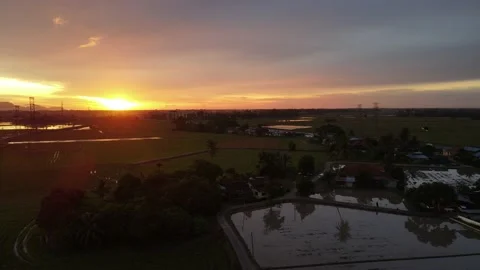Aerial view of paddy fields at Kepala Batas, Penang Stock Footage 230766654