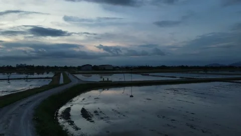 Aerial view of paddy fields at Kepala Batas, Penang Stock Footage 230766784