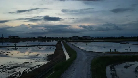 Aerial view of paddy fields at Kepala Batas, Penang Stock Footage 230766982
