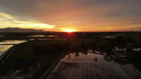 Aerial view of paddy fields at Kepala Batas, Penang Stock Footage 230767206