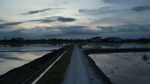 Aerial view of paddy fields at Kepala Batas, Penang Stock Footage 230767279