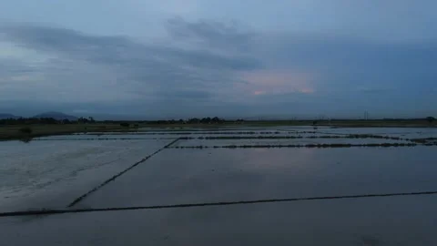 Aerial view of paddy fields at Kepala Batas, Penang Stock Footage 230768101