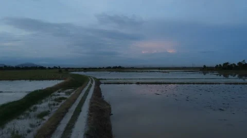 Aerial view of paddy fields at Kepala Batas, Penang Stock Footage 230768158
