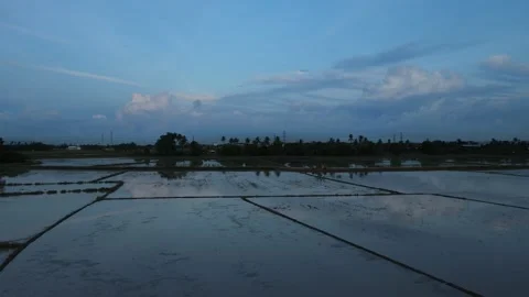 Aerial view of paddy fields at Kepala Batas, Penang Stock Footage 230768231