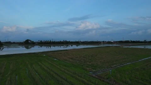 Aerial view of paddy fields at Kepala Batas, Penang Stock Footage 230768266
