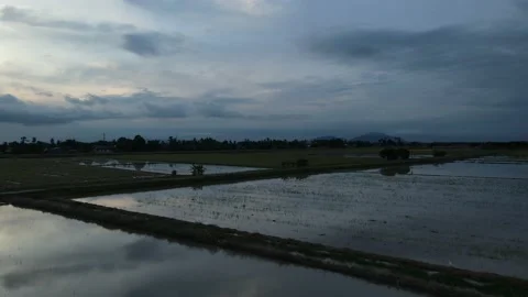 Aerial view of paddy fields at Kepala Batas, Penang Stock Footage 230768397
