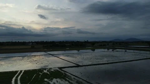 Aerial view of paddy fields at Kepala Batas, Penang Stock Footage 230768881
