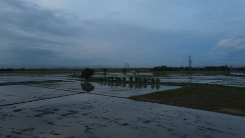 Aerial view of paddy fields at Kepala Batas, Penang Stock Footage 230768888