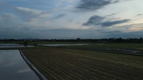 Aerial view of paddy fields at Kepala Batas, Penang Stock Footage 230768892