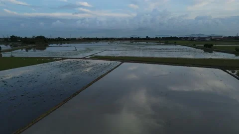 Aerial view of paddy fields at Kepala Batas, Penang Stock Footage 230769173
