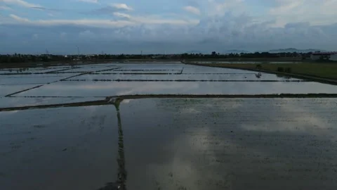 Aerial view of paddy fields at Kepala Batas, Penang Stock Footage 230769199