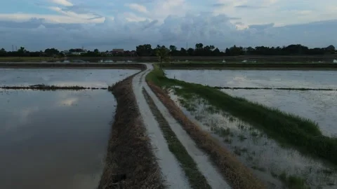 Aerial view of paddy fields at Kepala Batas, Penang Stock Footage 230769201
