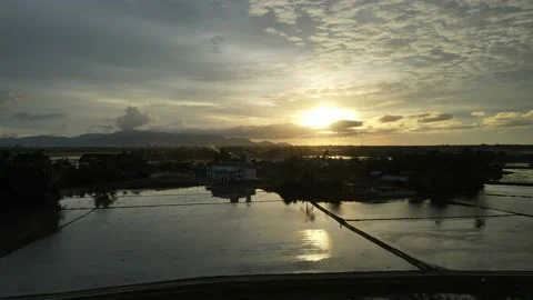 Aerial view of paddy fields at Kepala Batas, Penang Stock Footage 230940010