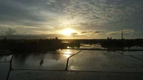 Aerial view of paddy fields at Kepala Batas, Penang Stock Footage 230940610