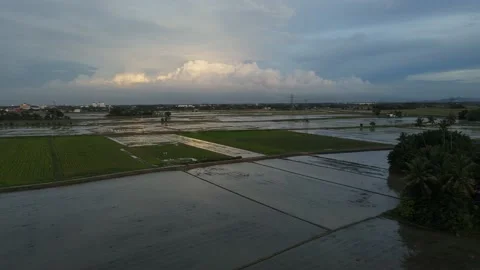 Aerial view of paddy fields at Kepala Batas, Penang Stock Footage 230940678