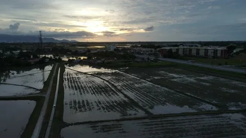 Aerial view of paddy fields at Kepala Batas, Penang Stock Footage 230940765