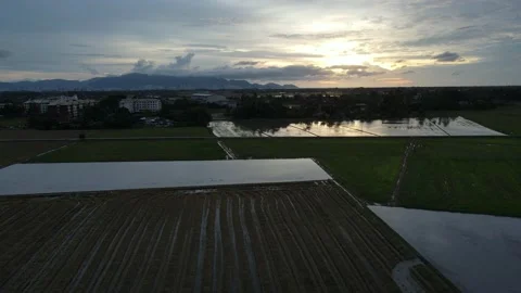 Aerial view of paddy fields at Kepala Batas, Penang Stock Footage 230940773