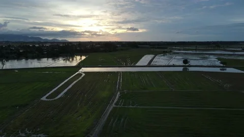 Aerial view of paddy fields at Kepala Batas, Penang Stock Footage 230941257