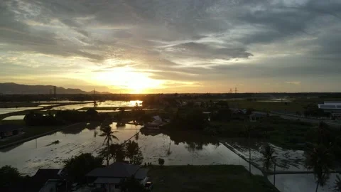 Aerial view of paddy fields at Kepala Batas, Penang Stock Footage 230941301