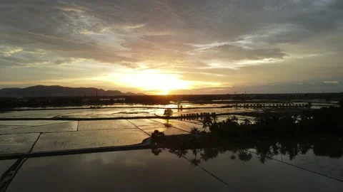 Aerial view of paddy fields at Kepala Batas, Penang Stock Footage 230941366