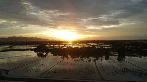 Aerial view of paddy fields at Kepala Batas, Penang Stock Footage 230941387