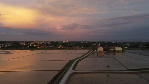 Aerial view of paddy fields at Kepala Batas, Penang Stock Footage 230941444