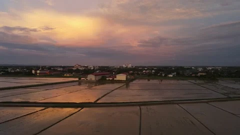 Aerial view of paddy fields at Kepala Batas, Penang Stock Footage 230941530