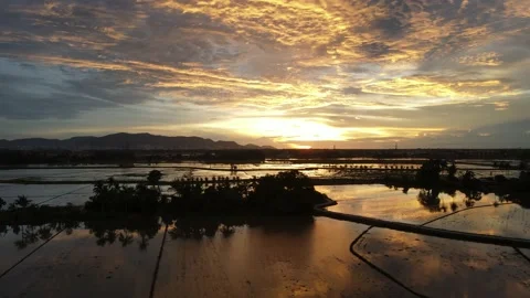 Aerial view of paddy fields at Kepala Batas, Penang Stock Footage 230941559
