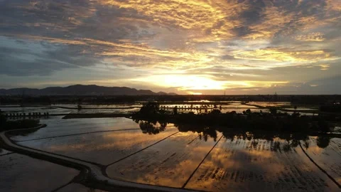 Aerial view of paddy fields at Kepala Batas, Penang Stock Footage 230941560