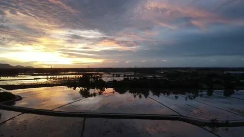 Aerial view of paddy fields at Kepala Batas, Penang Stock Footage 230941592