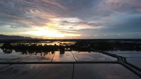 Aerial view of paddy fields at Kepala Batas, Penang Stock Footage 230941920