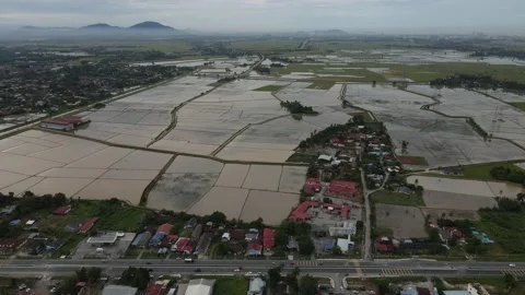 Aerial view of paddy fields at Kepala Batas, Penang Stock Footage 231013633