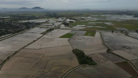 Aerial view of paddy fields at Kepala Batas, Penang Stock Footage 231013692