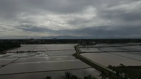 Aerial view of paddy fields at Kepala Batas, Penang Stock Footage 231013829