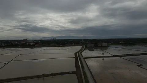 Aerial view of paddy fields at Kepala Batas, Penang Stock Footage 231013901
