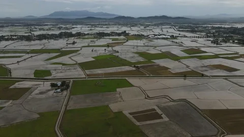 Aerial view of paddy fields at Kepala Batas, Penang Stock Footage 231013978