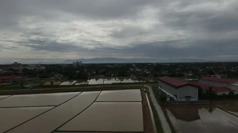 Aerial view of paddy fields at Kepala Batas, Penang Stock Footage 231013981