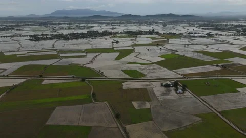 Aerial view of paddy fields at Kepala Batas, Penang Stock Footage 231014010