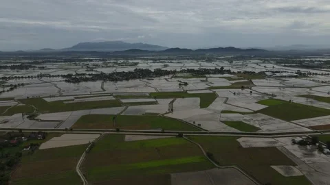 Aerial view of paddy fields at Kepala Batas, Penang Stock Footage 231014215