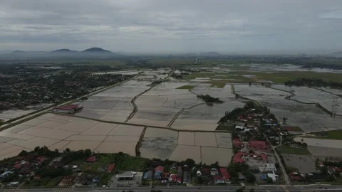 Aerial view of paddy fields at Kepala Batas, Penang Stock Footage 231014246