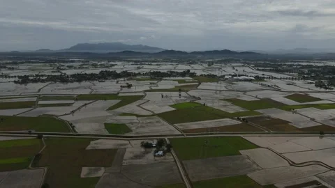 Aerial view of paddy fields at Kepala Batas, Penang Stock Footage 231014272