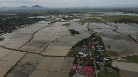 Aerial view of paddy fields at Kepala Batas, Penang Stock Footage 231014456