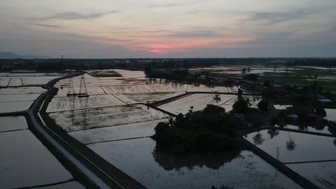 Aerial view of paddy fields at Kepala Batas, Penang Stock Footage 258519340