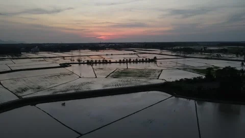 Aerial view of paddy fields at Kepala Batas, Penang Stock Footage 258519394