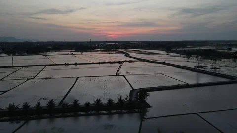 Aerial view of paddy fields at Kepala Batas, Penang Stock Footage 258519397
