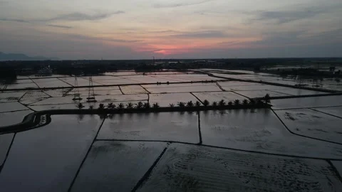 Aerial view of paddy fields at Kepala Batas, Penang Stock Footage 258519440