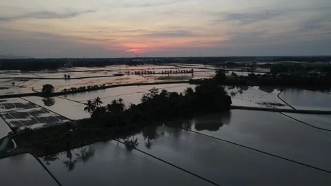 Aerial view of paddy fields at Kepala Batas, Penang Stock Footage 258519459