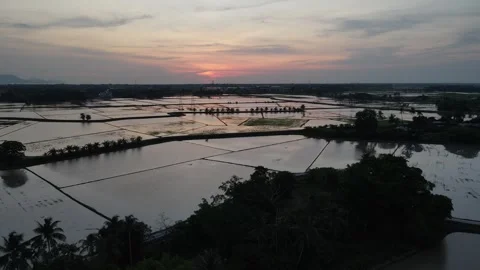 Aerial view of paddy fields at Kepala Batas, Penang Stock Footage 258519635