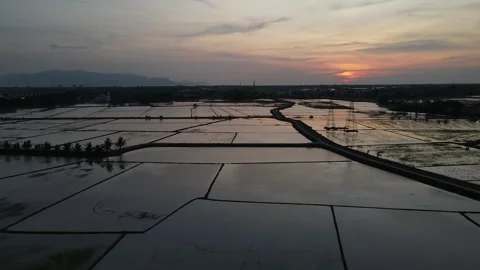 Aerial view of paddy fields at Kepala Batas, Penang Stock Footage 258519734