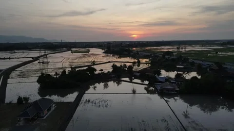 Aerial view of paddy fields at Kepala Batas, Penang Stock Footage 258519743
